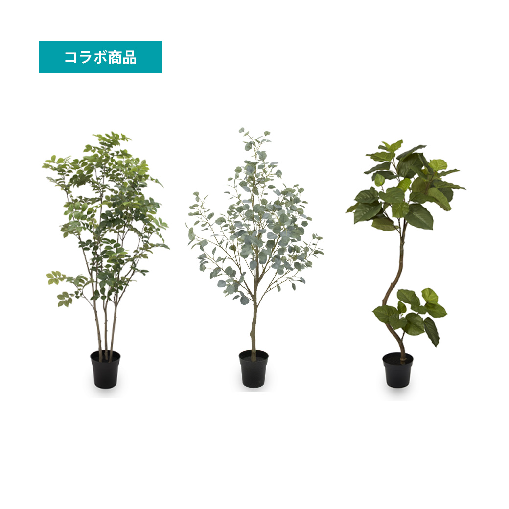 観葉植物（アンリアルグリーン）