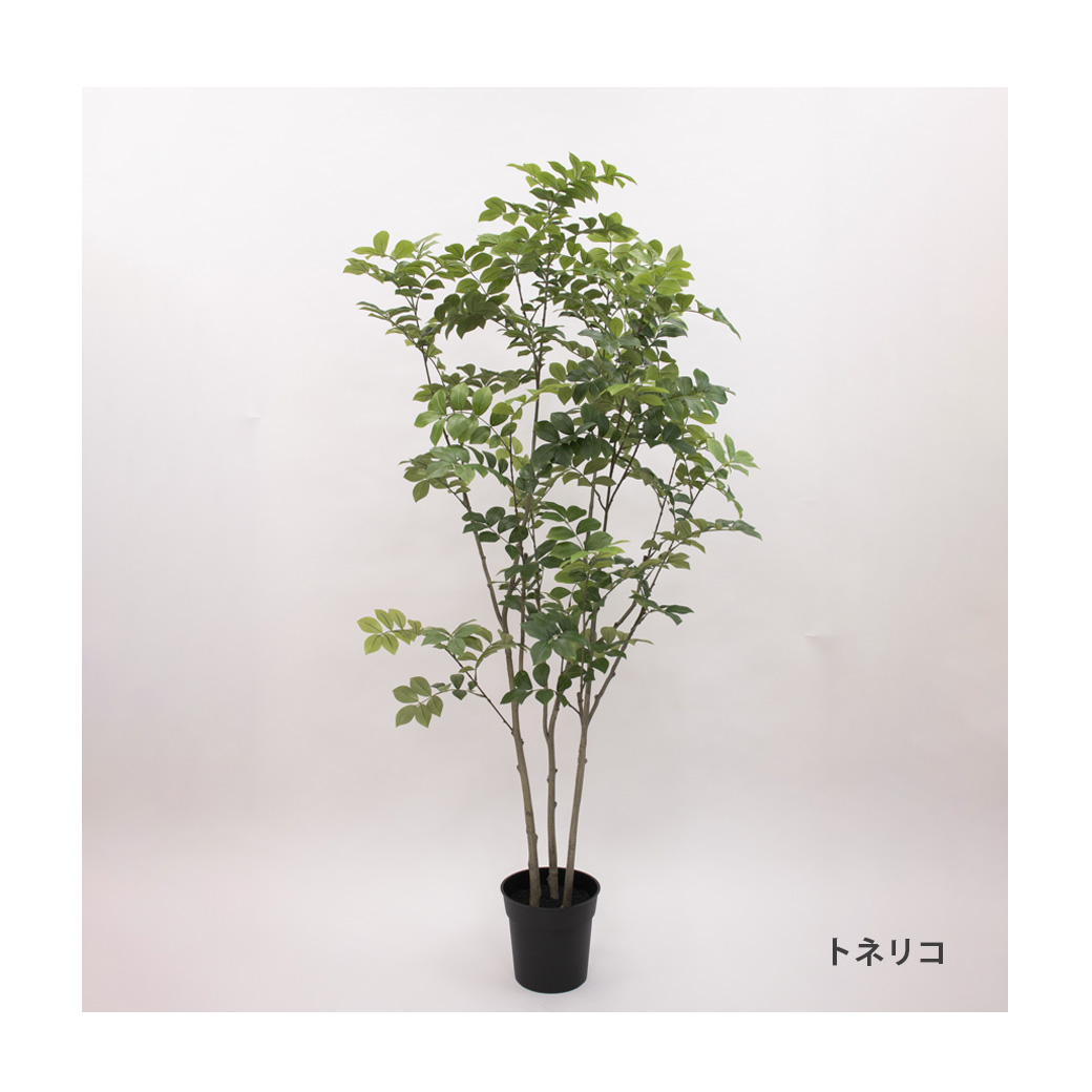 トネリコ