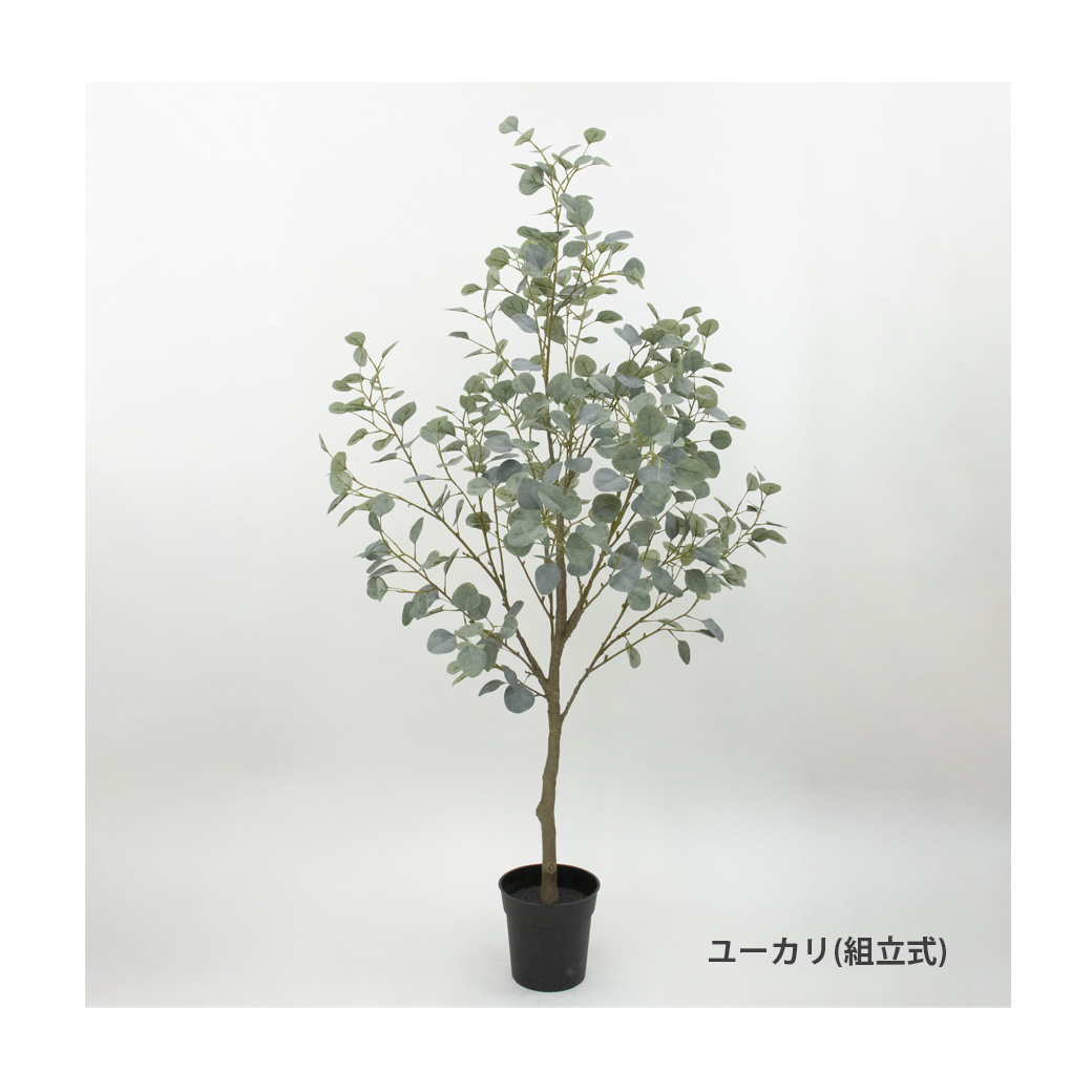 ユーカリ
